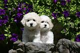 BICHON FRISE 535